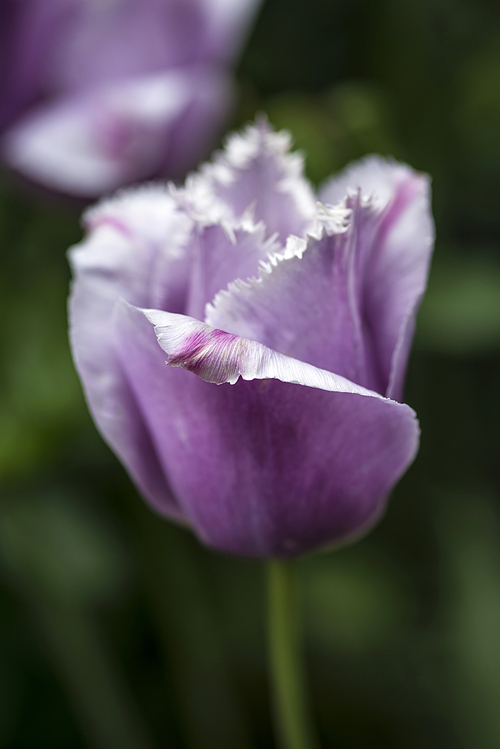 Beautiful artistic close up macro image of Spring tulip