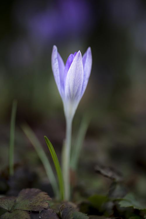 Beautiful vibrant crocus flowers in Spring on forest floor