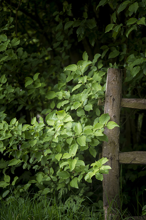Beautiful artistic sunlit wooden fence post in English countryside landscape
