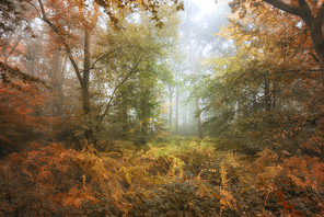 Stunning vibrant evocative Autumn Fall foggy forest landscape