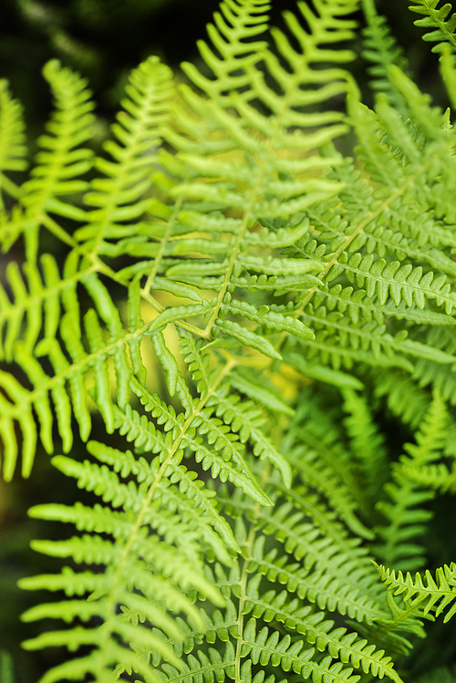 Close up image of lush green fern in Summer
