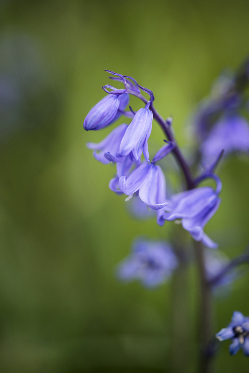 Beautiful macro close up flower portrait of Hyacinthoides Hispanica bluebells in natural forest landscape