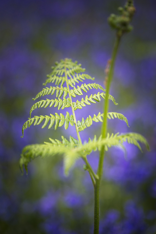 Clsoe up image of bluebell and new fern in Spring forest