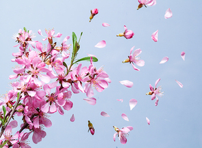Beautiful pink spring flower explosion on a blue background