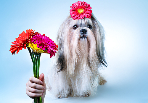 Shih-tzu dog with bouquet of flowers holiday concept. On blue and white background.