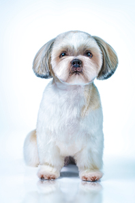 Shih tzu dog with short hair after grooming front view. On bright white and blue background.