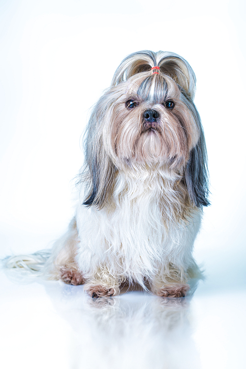 Shih tzu dog with long hair front view. On bright white and blue background.