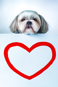 Shih tzu dog with red heart shape on paper. On bright white and blue background.