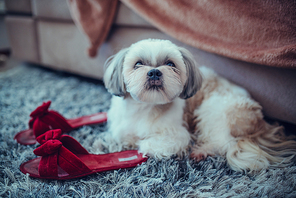 Shih tzu dog lying on carpet at woman slippers and waiting for owner when she wake up