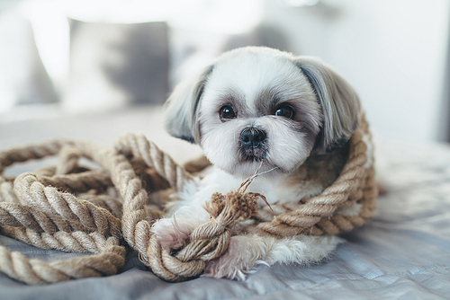 Shih tzu dog lying on bed and playing with big rope. Bright white colors.