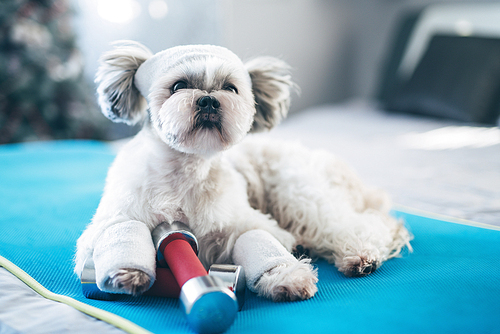 Shih tzu dog fitness style concept. Lying on mat with dumbbells and sports clothing. Bright white colors.