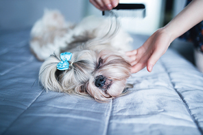 Shih tzu dog lying on bed and grooming with comb