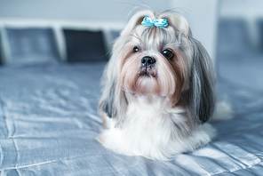 Shih tzu dog lying on bed in modern interior