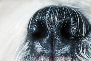 Shih tzu dog nose close-up view