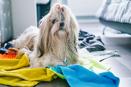 Shih tzu dog making mess at home and steal all rags and towels