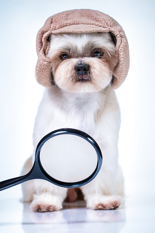 Shih tzu dog detective in cap looking on magnifier and searching for track. On bright white and blue background.