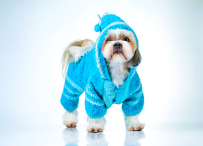 Shih tzu dog in blue knitted sweater. On bright white and blue background.