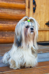 Shih tzu dog sitting at house wooden door