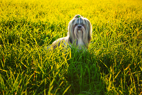 Shih tzu dog in summer grass at sunset light