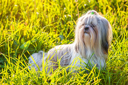 Shih tzu dog in summer grass at sunset light