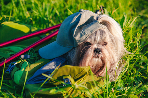 Shih tzu dog tourist style with cap and backpack at summer field