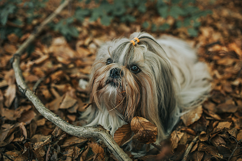 Shih tzu dog lying on autumn foliage