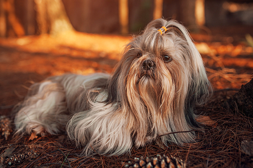 Shih tzu dog resting after travel in forest. Red sunset light.