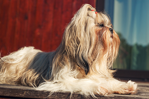 Shih tzu dog sitting at front of house