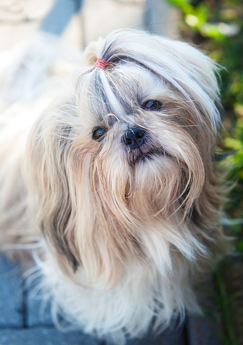 Shih tzu dog outdoors portrait