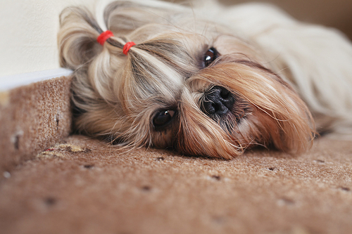 Shih tzu dog resting on carpet indoors