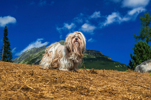 Shih tzu dog standing on mountains background