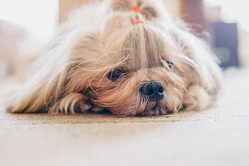 Shih tzu dog resting at home. Bright sunny light.