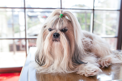 Shih tzu dog lying on table in luxury interior with big windows