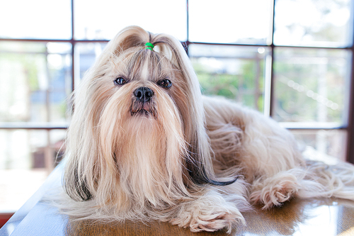 Shih tzu dog lying on table in luxury interior with big windows