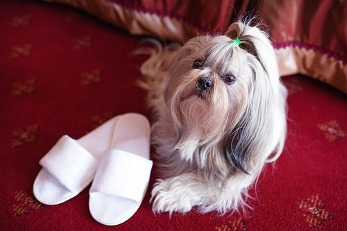 Shih tzu dog lying on red carpet with owner slippers in luxury interior