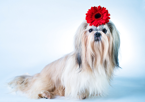 Shih tzu dog sitting with red flower decoration. On white and blue background.