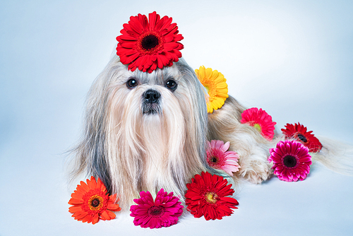 Shih tzu dog lying with flowers. Relaxing and good fragrance concept.