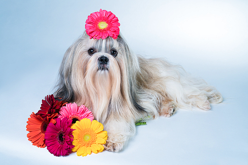 Shih tzu dog lying with flowers. Relaxing and good fragrance concept.