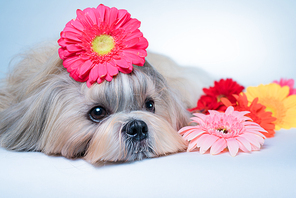 Shih tzu dog lying with flowers. Relaxing and spa concept.