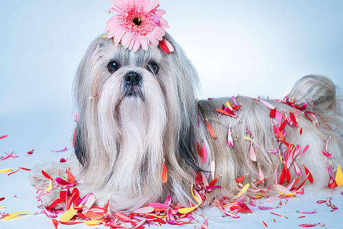 Shih tzu dog lying with flowers. Relaxing and spa concept.