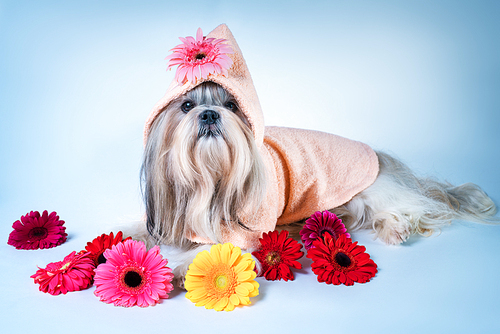 Shih tzu dog in pink bathrobe lying with flowers. Relaxing and good fragrance spa concept.