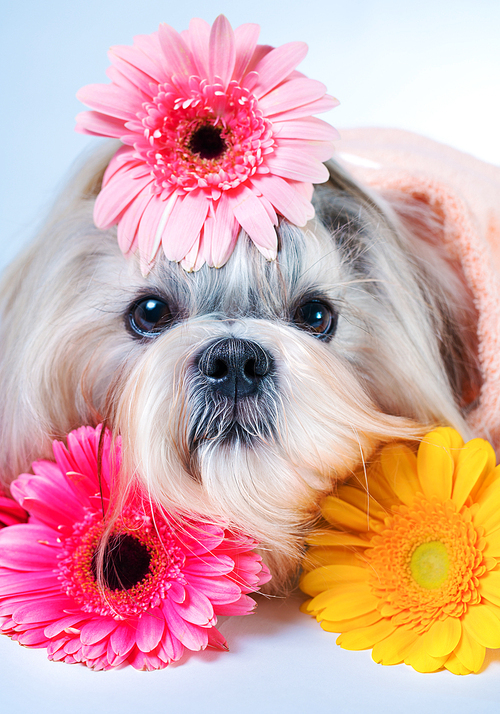 Shih tzu dog lying with flowers. Relaxing and spa concept.