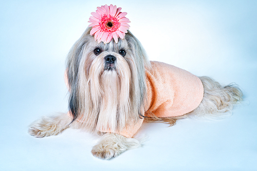 Shih tzu dog in pink bathrobe lying with flower decoration. On white and blue background.