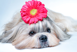 Shih tzu dog lying with flower decoration. Relaxing and spa concept.