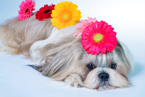 Shih tzu dog lying with flowers decoration. Relaxing and spa concept.