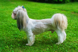 Shih tzu dog with short haircut standing on green lawn background