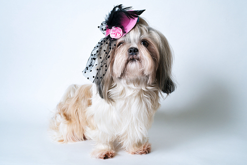 Shih tzu dog in pink hat sitting on white background