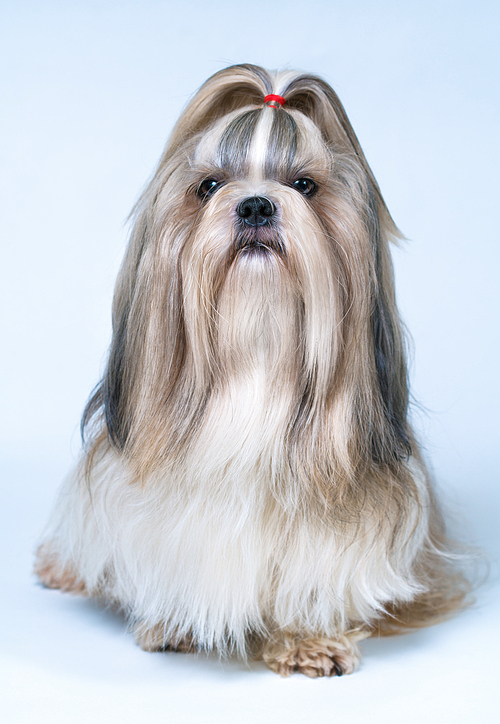 Shih tzu dog with long hair front view. On bright white and blue background.