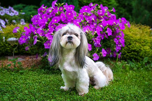 Shih tzu dog in garden with violet flowers and green grass