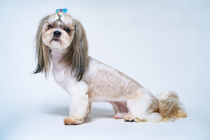 Shih tzu dog with short hair after grooming side view. On bright white and blue background.